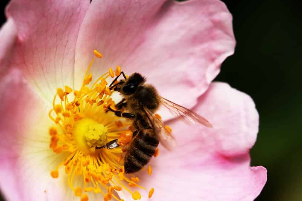 20 maja obchodzimy Światowy Dzień Pszczół