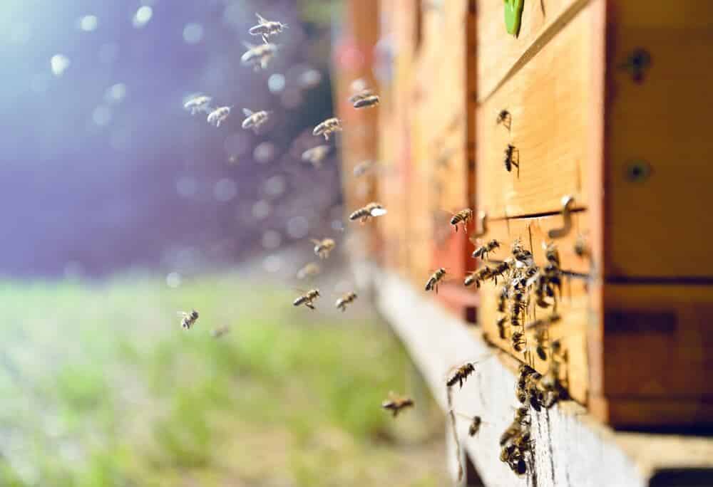 Badanie farmy wiatrowe nie szkodzą pszczołom