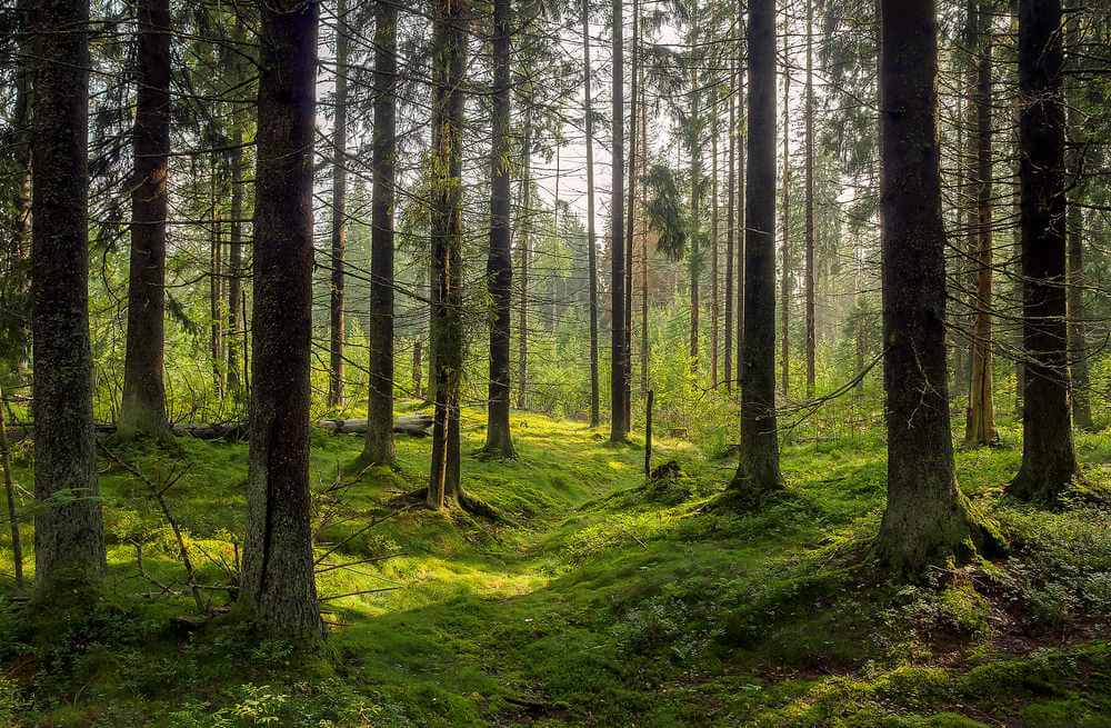 Ekolodzy działania LP zaszkodzą Puszczy Białowieskiej Lasy - są zgodne z rekomendacjami UNESCO