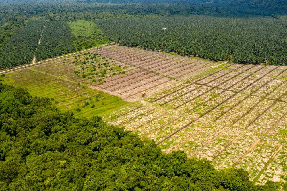 plantacja las