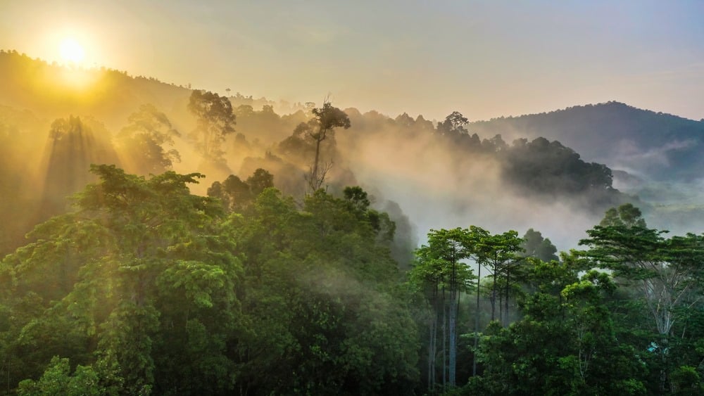 Borneo lasy