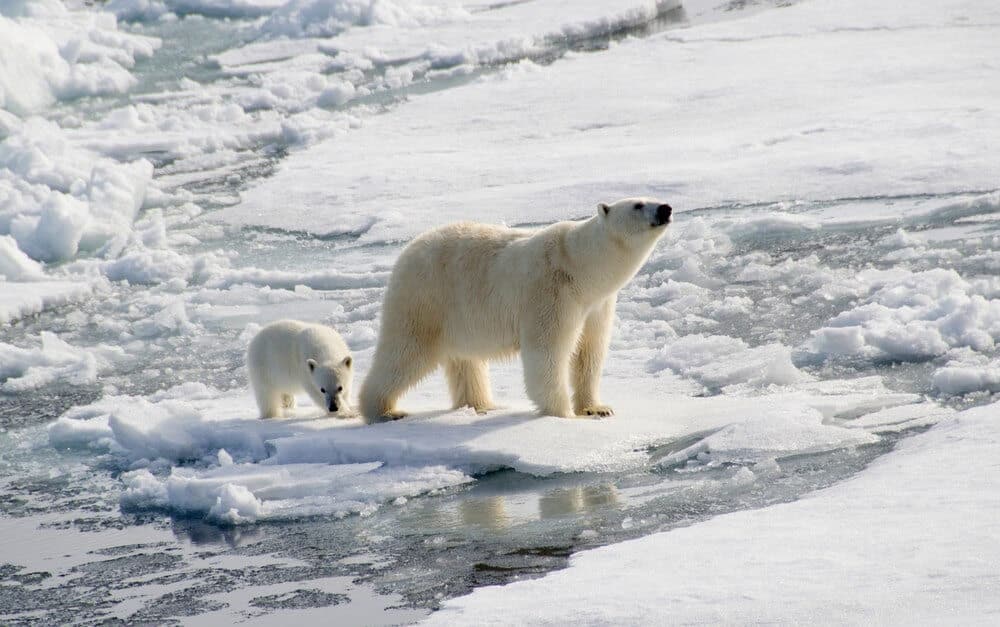 Głodne niedźwiedzie polarne nawiedziły rosyjskie miasta. Rząd decyduje Uśpić i wywieźć