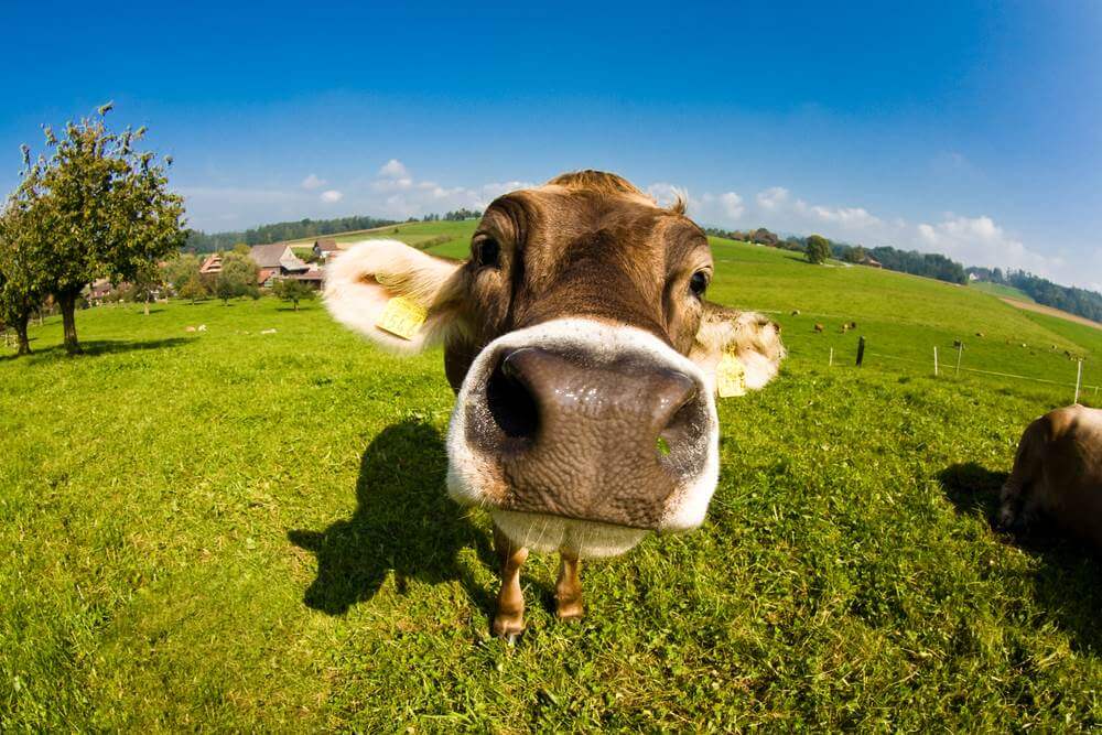 Krowy z Deszczna uratowane. Powiatowy Lekarz Weterynarii uchylił decyzję o wybiciu zwierząt