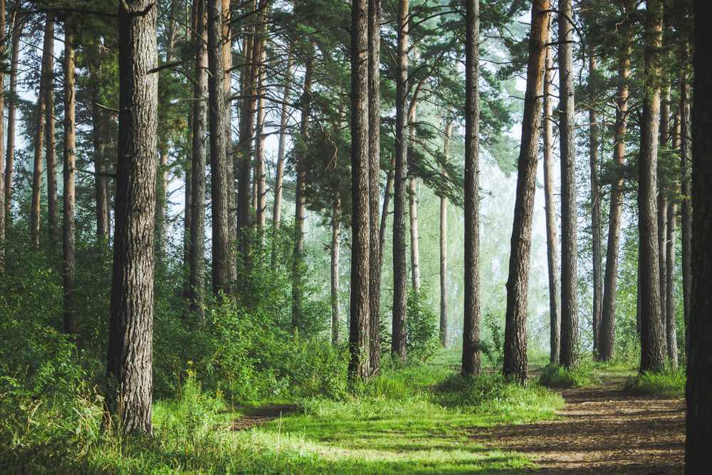 Lasy Państwowe przy okazji Dnia Długu Ekologicznego chwalą się lesistością kraju