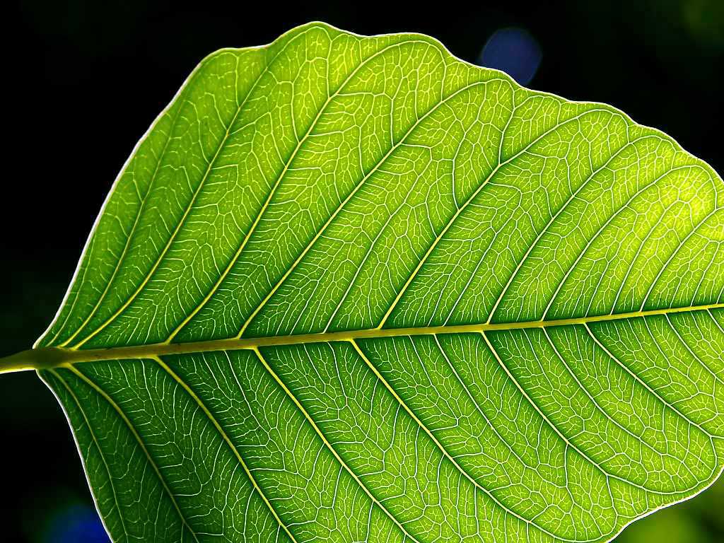 sztuczna fotosynteza fot. Jon Sullivan wikimedia commons