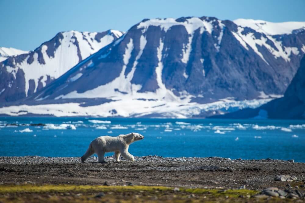 Lodowiec Svalbardu