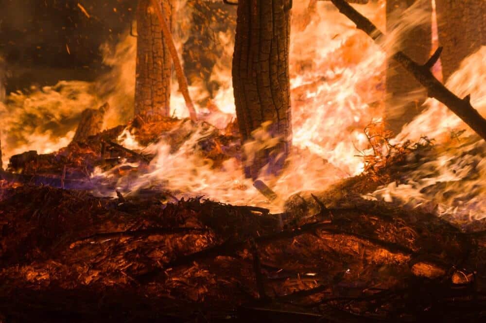 Miliard zwierząt padło ofiarą ognia w Australii. Opublikowano nowe dane dotyczące skutków pożarów