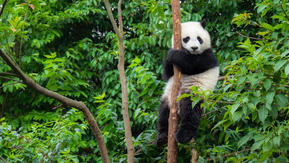 Najwięksi truciciele - Chiny i Indie - najbardziej spowalniają zmianę klimatu