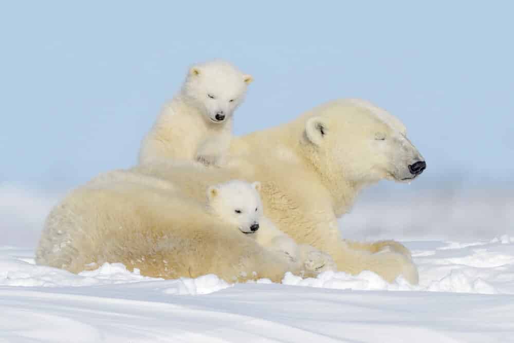 rodzina misie polarne