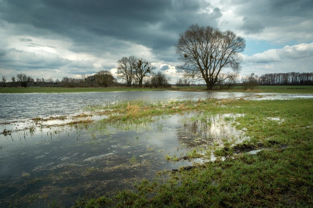 Rozporządzenie ws. odbudowy zasobów przyrodniczych ( Nature Restoration Law ) będzie głosowane w środę w Parlamencie Europejskim.