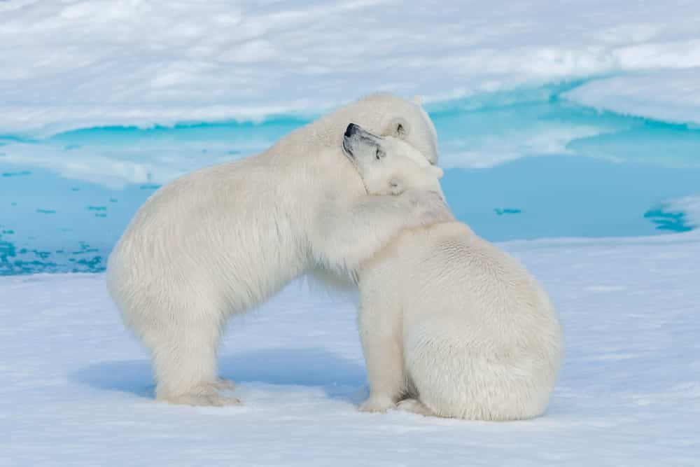 Arktyka niedźwiedzie