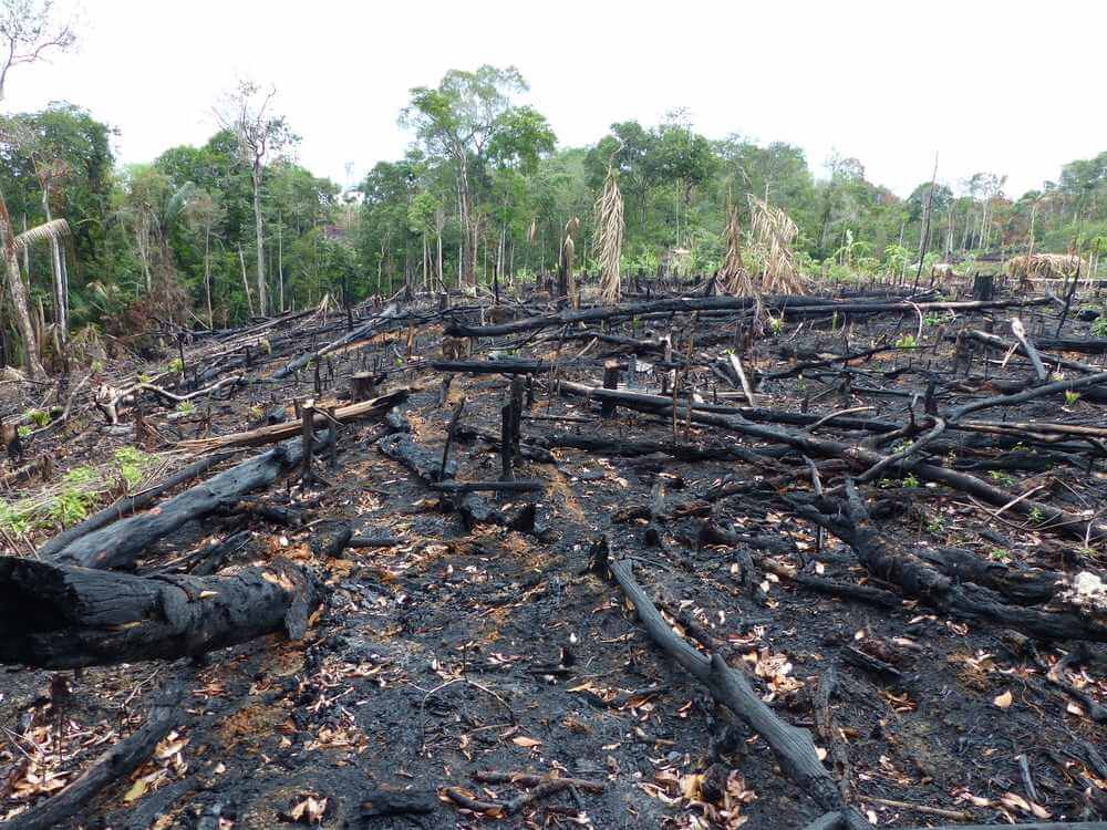 Rekordowa seria pożarów w lasach Amazonii. Dym przyćmił niebo nad São Paulo #PrayForAmazonia