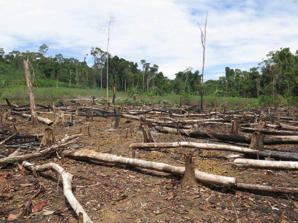 SOS Amazonia Młodzież zapowiada protest na krakowskim rynku