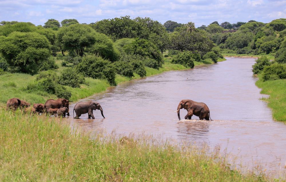 słonie w rzece