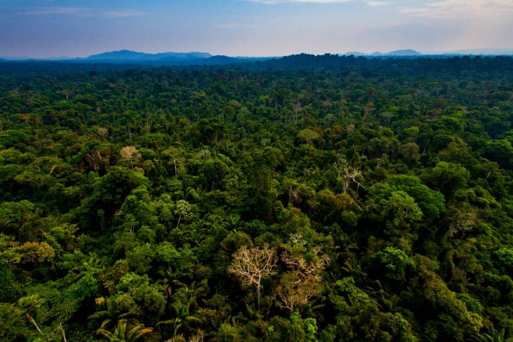 W Amazonii zniknęło dwukrotnie więcej drzew niż przed rokiem