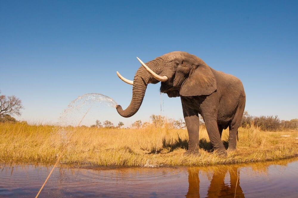 słoń nad wodą