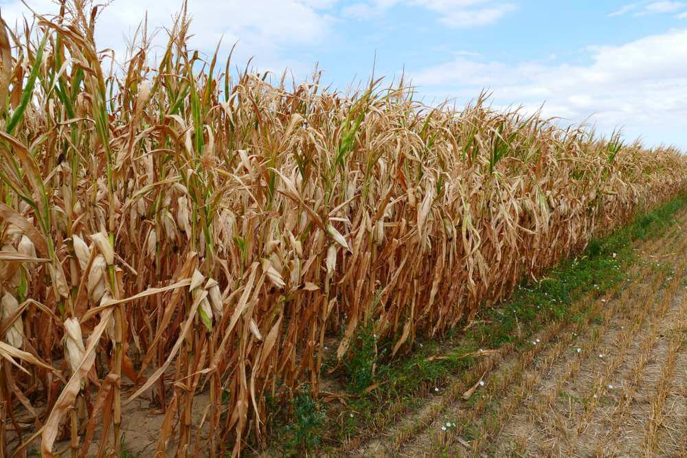 susza rolnicza suszy rolniczej W Polsce trwa susza rolnicza. Zagrożonych jest 1