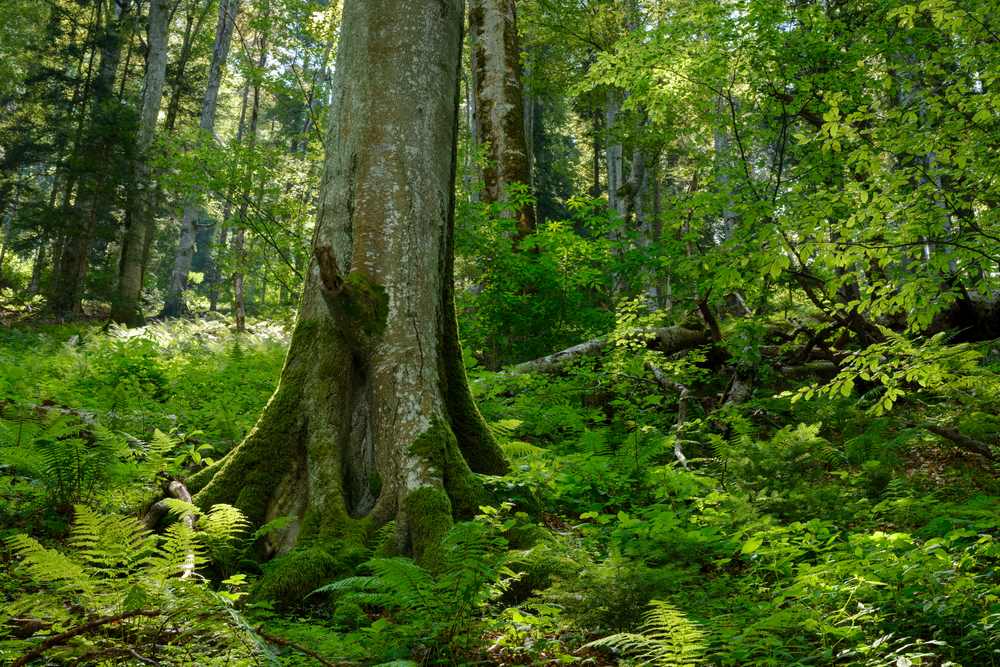 dzień natura 2000