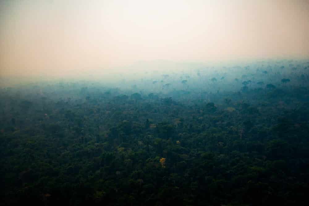 Wylesianie Amazonii nie hamuje. W Brazylii zniknęło dwukrotnie więcej drzew o 108 proc wiecej drzew deforestacja amazonii wylesienie