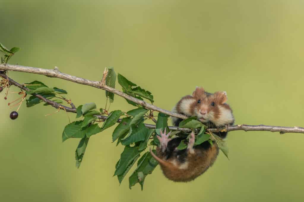 Chomik europejski, gryzoń spotykany od Holandii po Kazachstan, został uznany za gatunek krytycznie zagrożony wyginięciem - wynika z najnowszej aktualizacji "czerwonej księgi" IUCN. Niewielki ssak, spotykany także w Polsce, może całkowicie wyginąć w ciągu 30 lat. Zdjęcie: Shutterstock / Vienna Wildlife. 