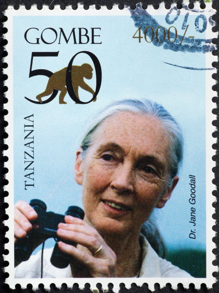 Dr Jane Godall na tanzańskim znaczku pocztowym. Źródło: spatuletail/shutterstock.com.