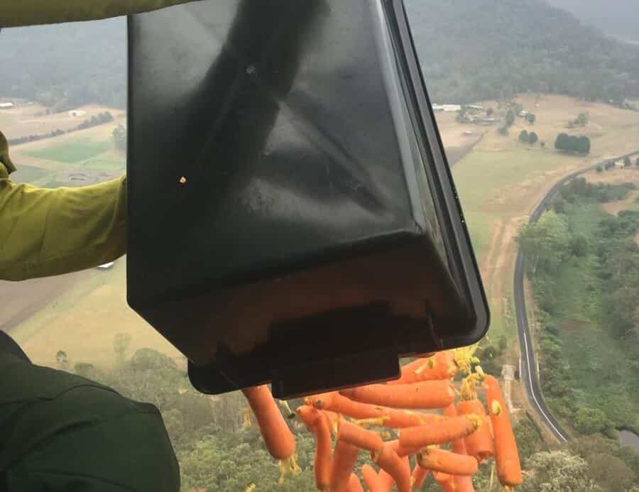 marchewki z powietrza marchewki australia pożary buszu zwierzęta