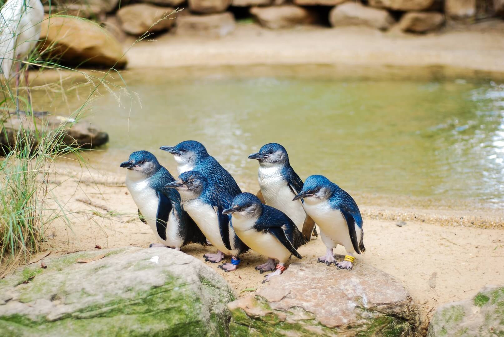Pingwiny Małe Australia