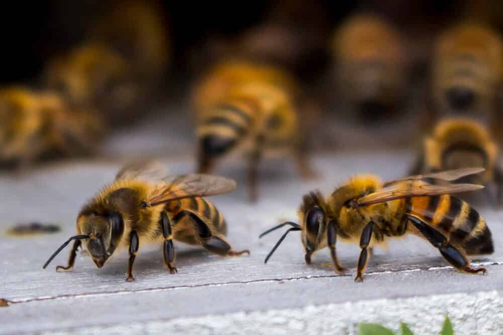 Pszczoły wielkopolska