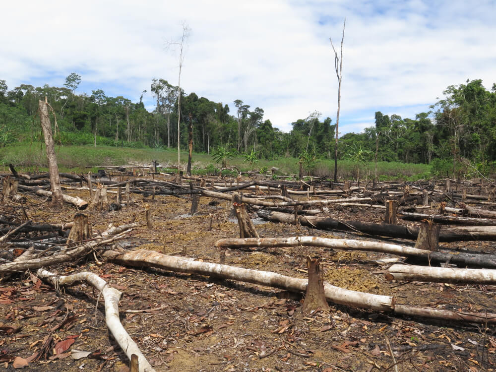 amazonia wycinka bolsonaro