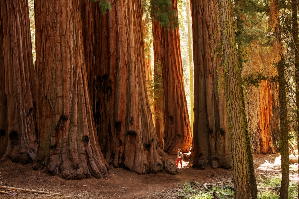 las sekwojowy sekwoje kalifornia