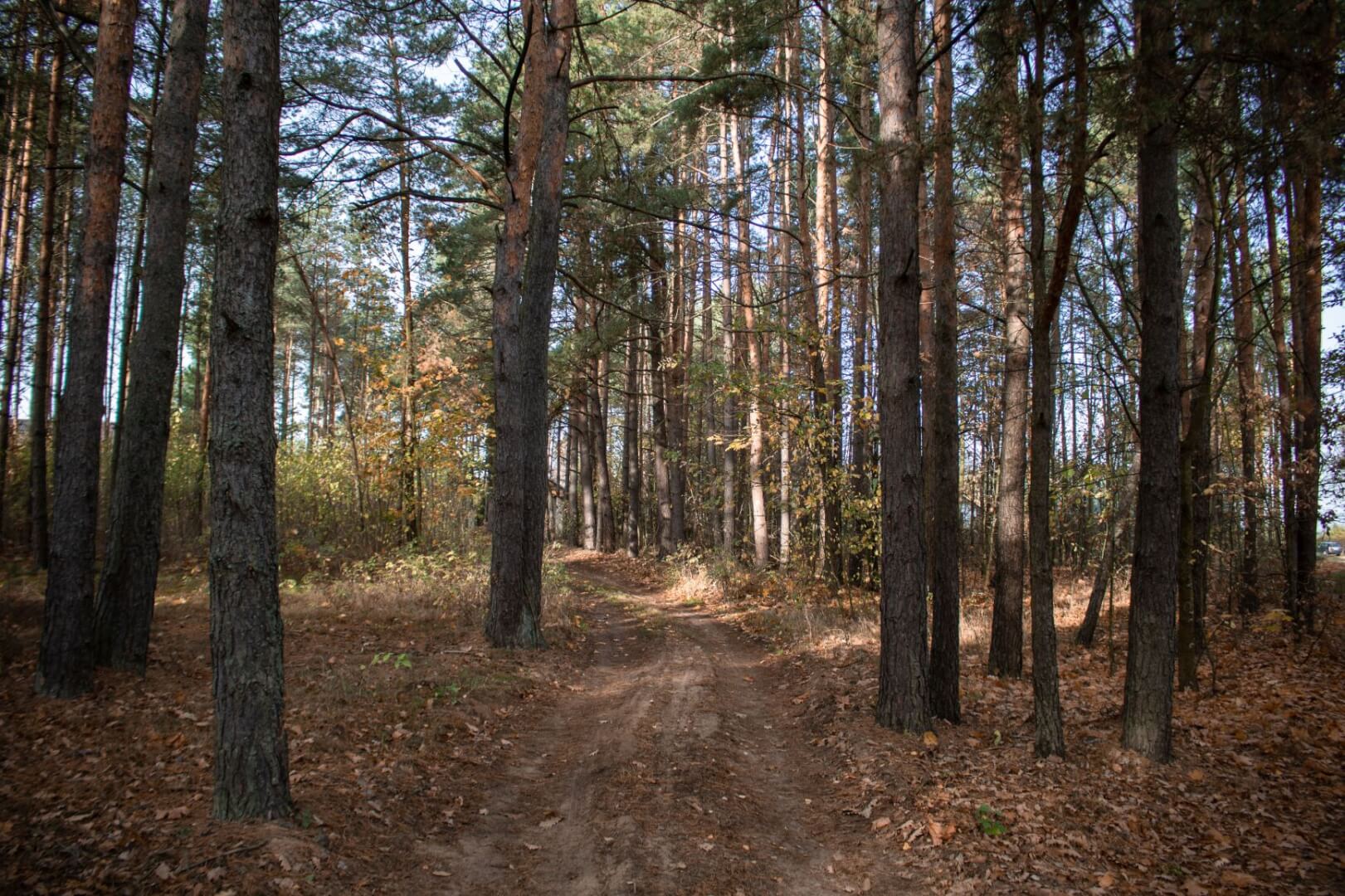 Puszcza Białowieska