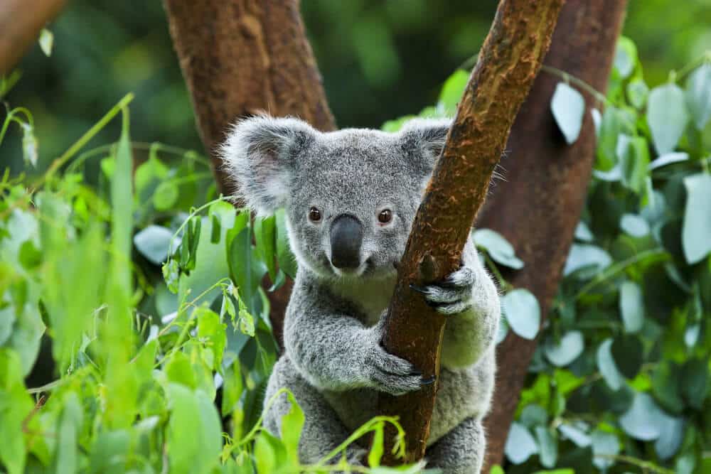 koala wyginięcie australia