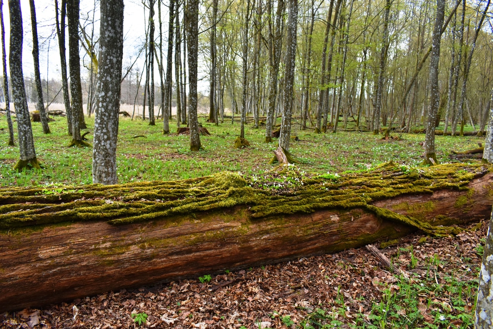 puszcza białowieska wycinka