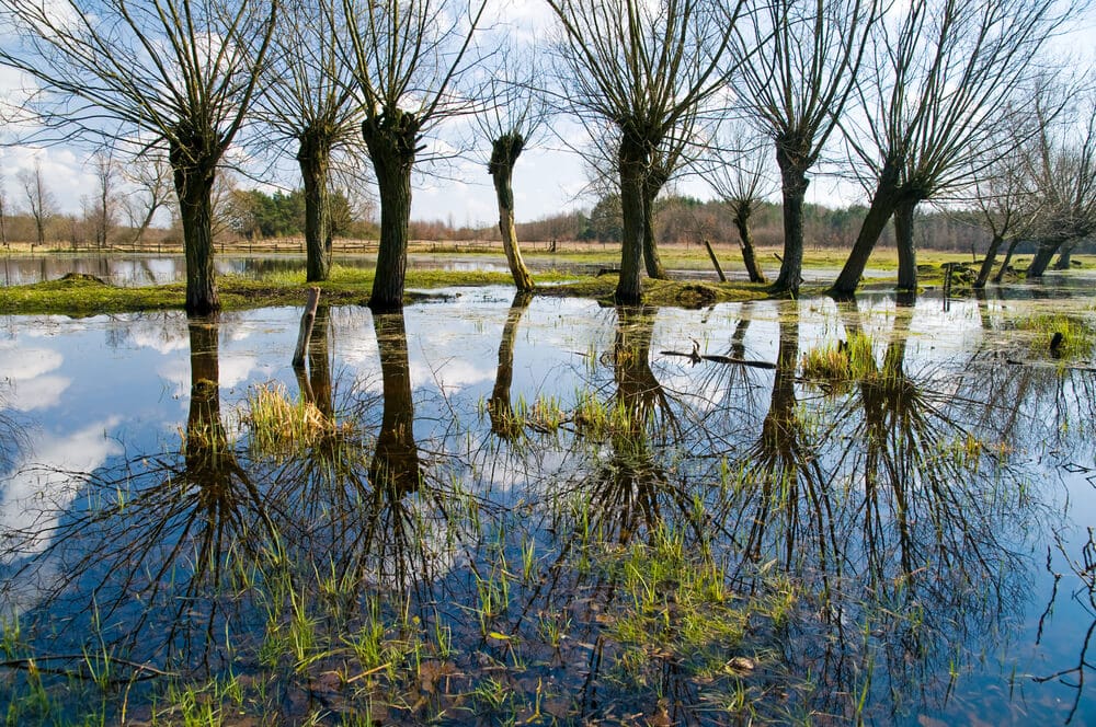 puszcza kampinoska