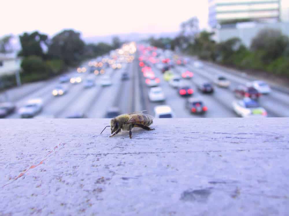 pszczela autostrada londyn pszczoły