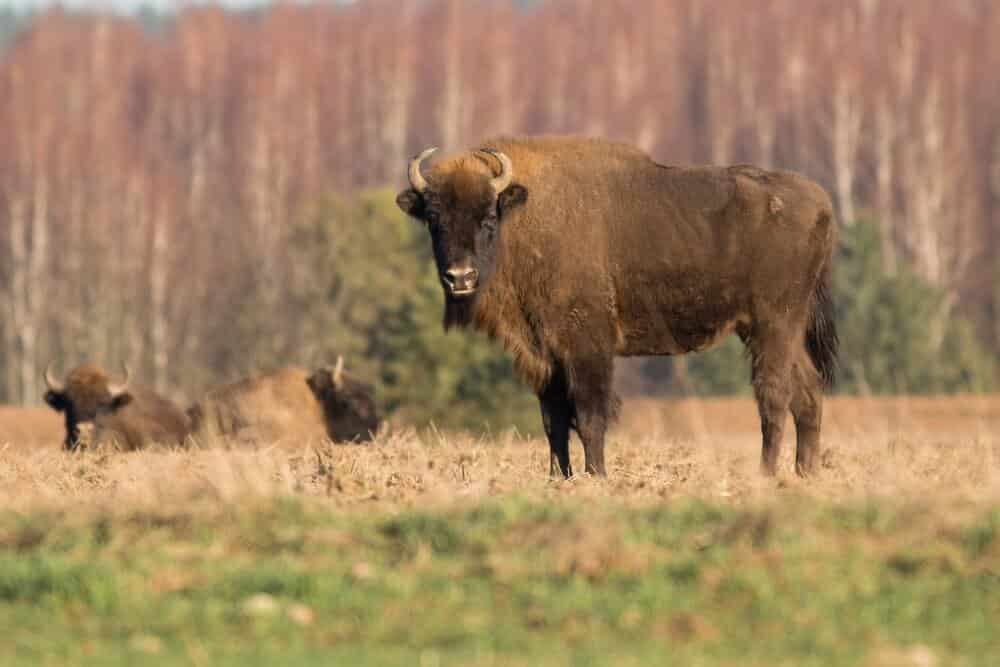 Żubr wyrok