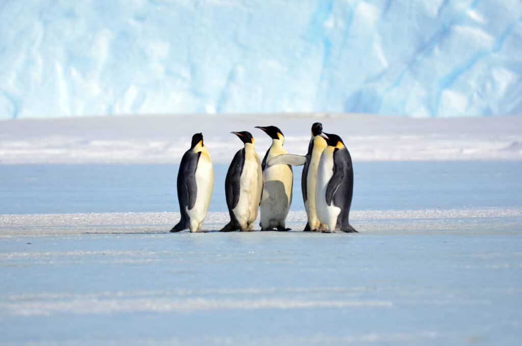 pingwin cesarski