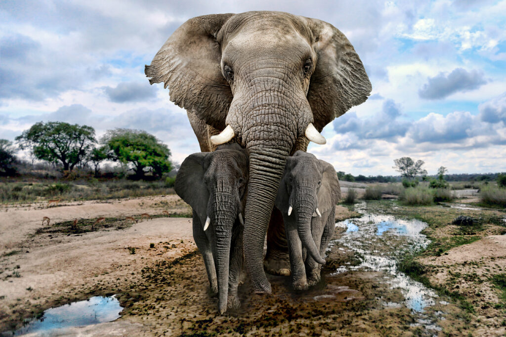 Słonie afrykański.  Fot. Shutterstock/Katrina Brown. 