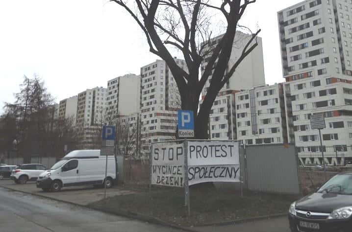 stop wycince drzewo czyżyny