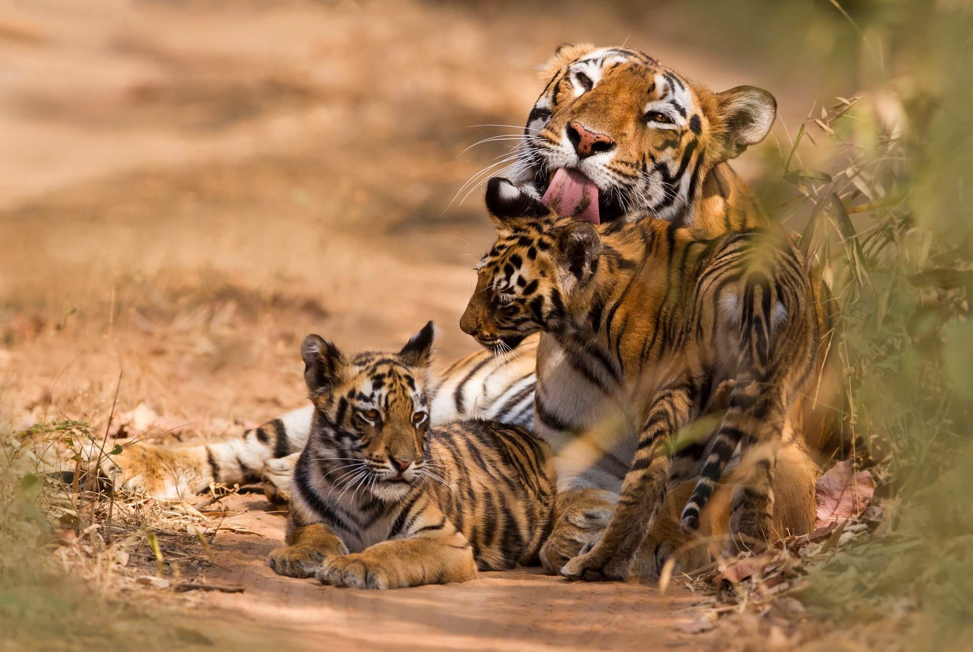 tygrysy populacja