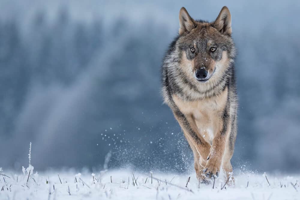 wilki wracaja do holandii po 140 latach wilki holandia polowania odstrzal