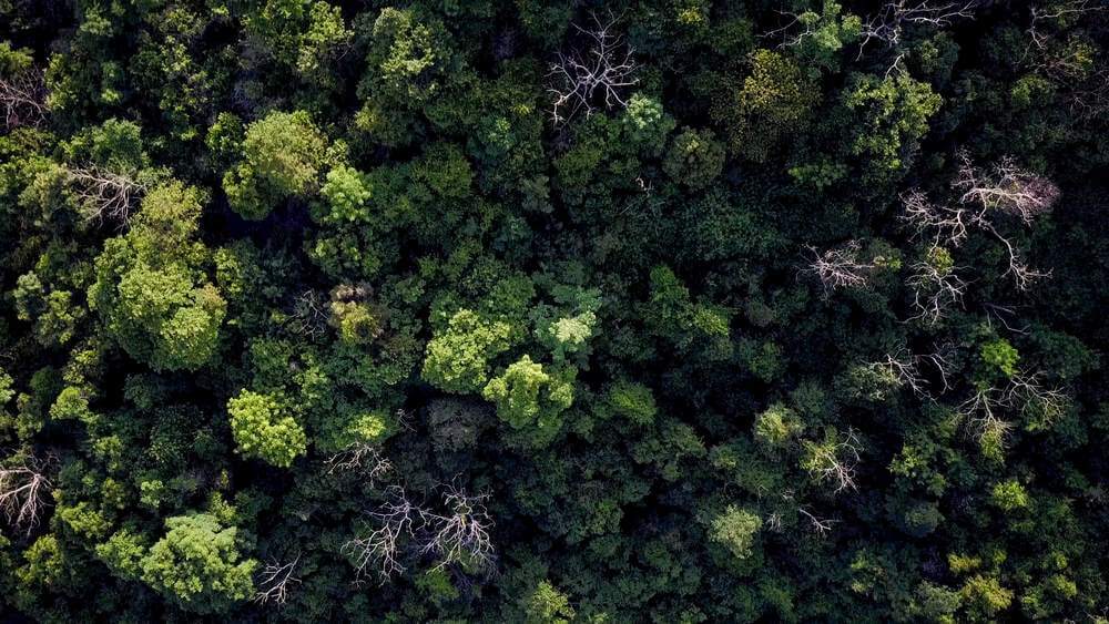 Miliard hektarów lasu