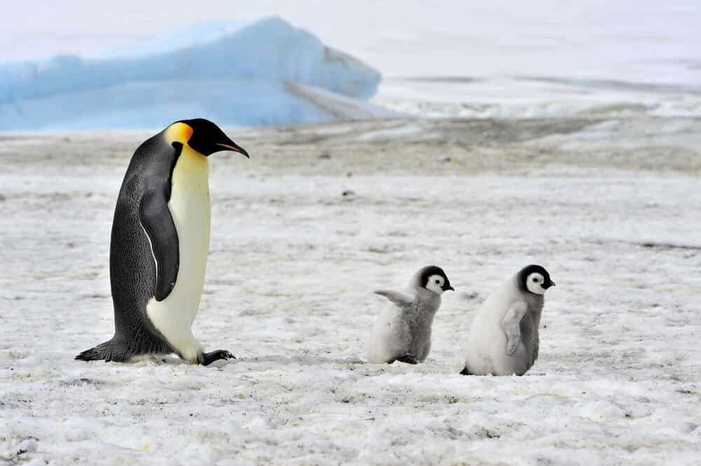Pingwiny cesarskie w tarapatach. Przez zmiany klimatu mogą wyginąć do końca wieku|pingwiny antarktyda