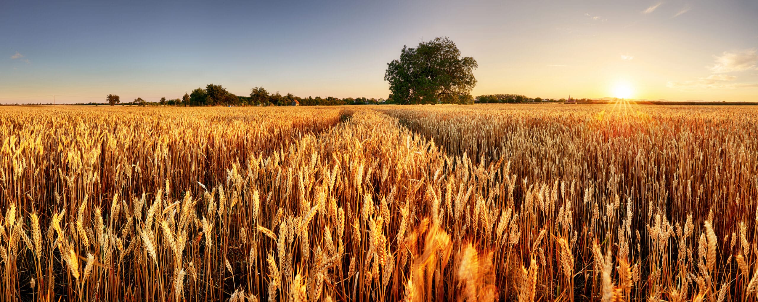 agrobiznes system produkcji żywności