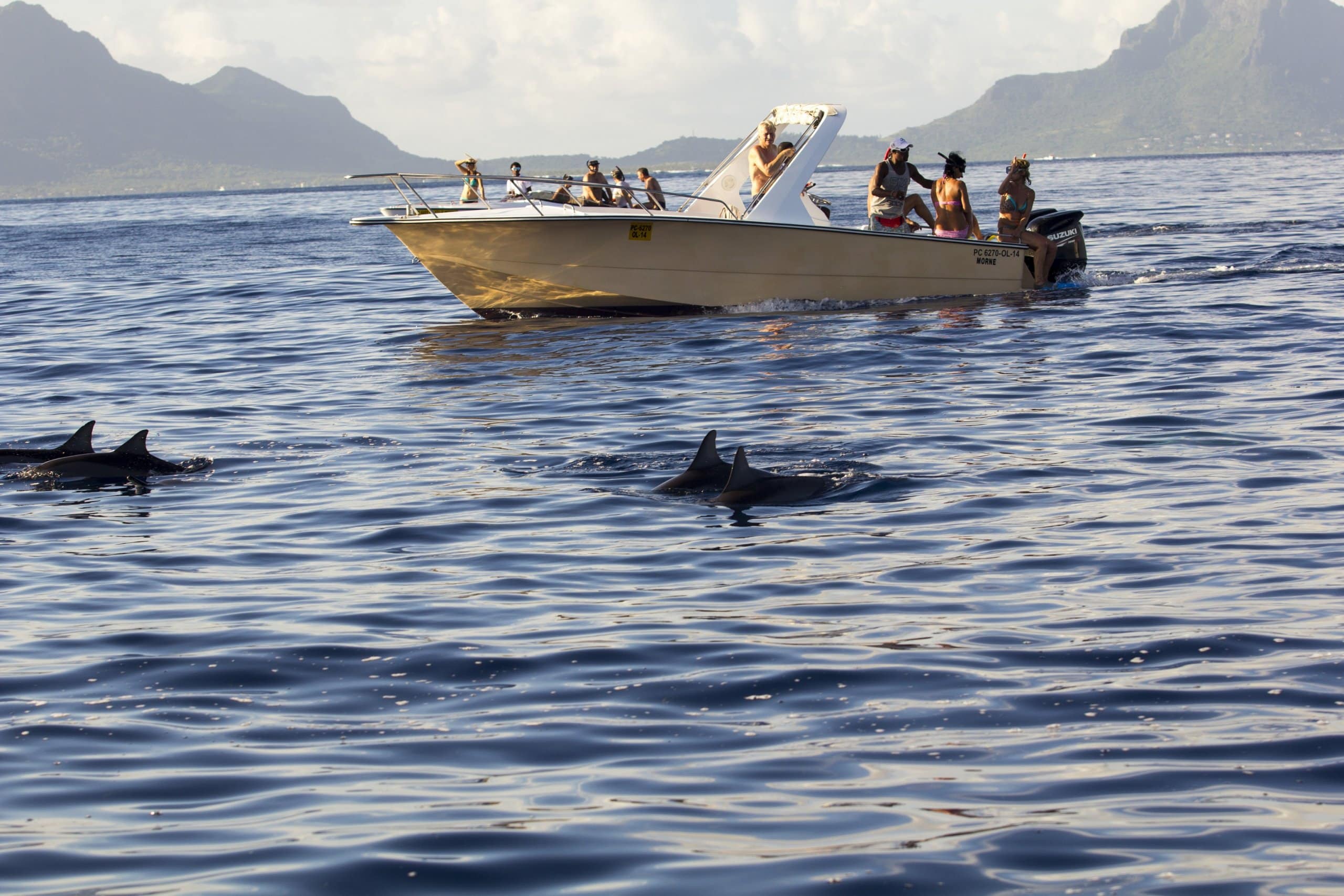 Delfiny Mauritius ropa