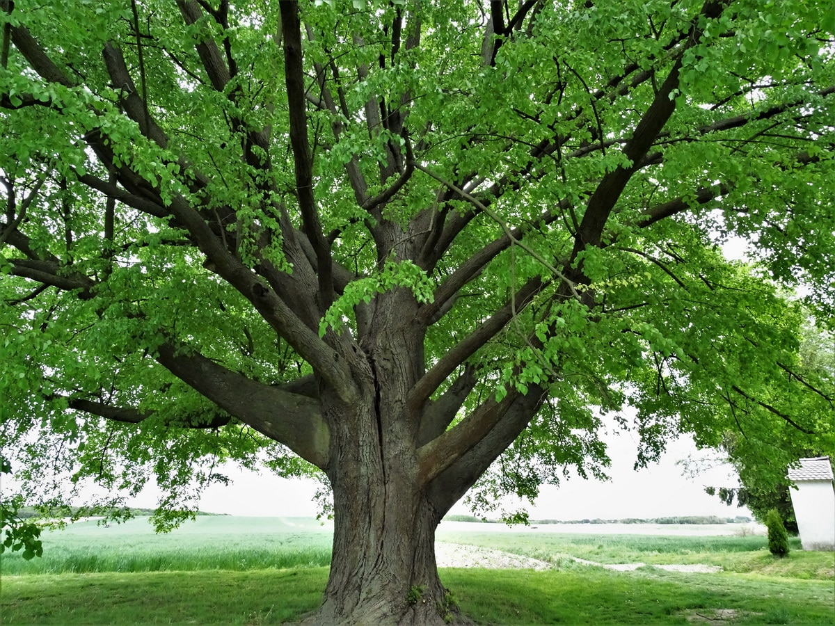 lipa europejskie drzewo roku|drzewo roku 2020|drzewo roku