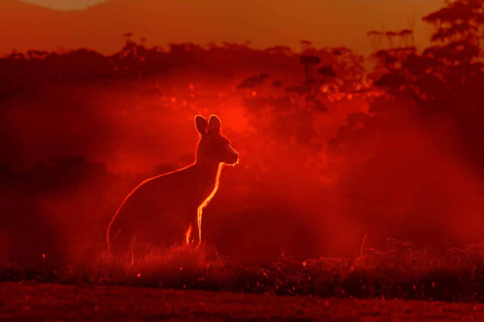 kangury w ogniu