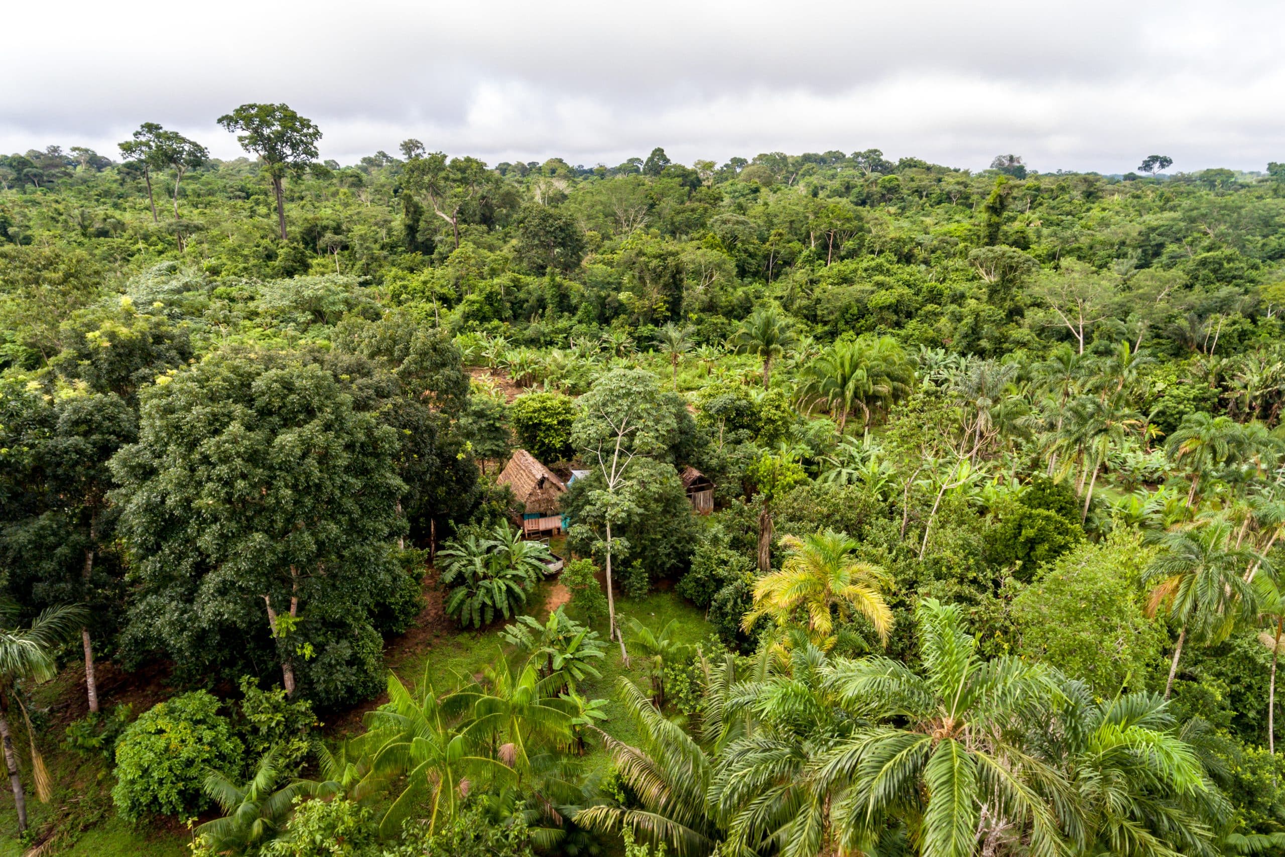 Puszcza Amazońska Wylesianie