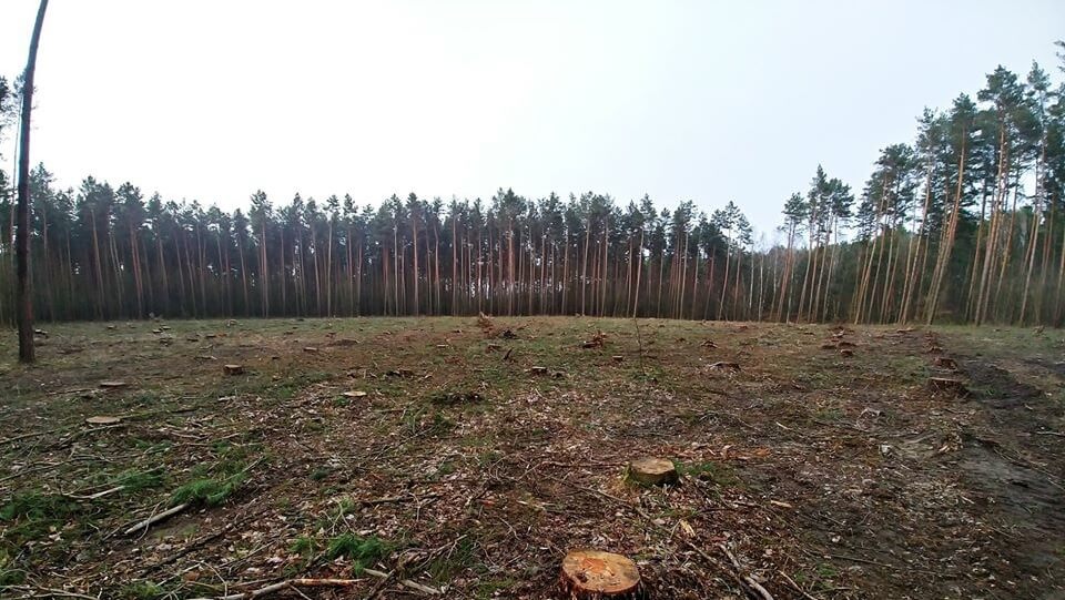 las szczecin|
