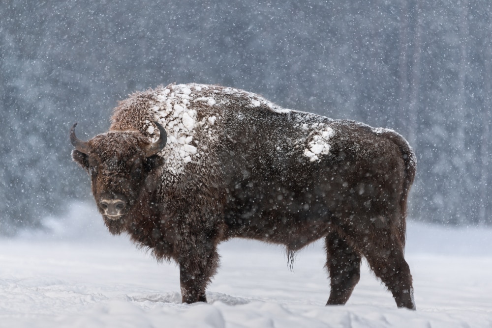 Żubr Białowieża|Żubry w Białowieże